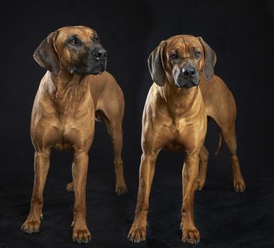 INDOOR_KIPANGA_MAISHA