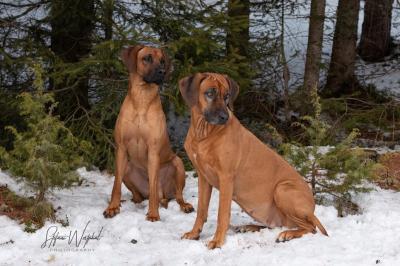 MOREMI_KIPANGA_MAISHA